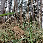Lesny Apartman
