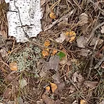 Lesny Daire Pilka (Czarnkow-Trzcianka)