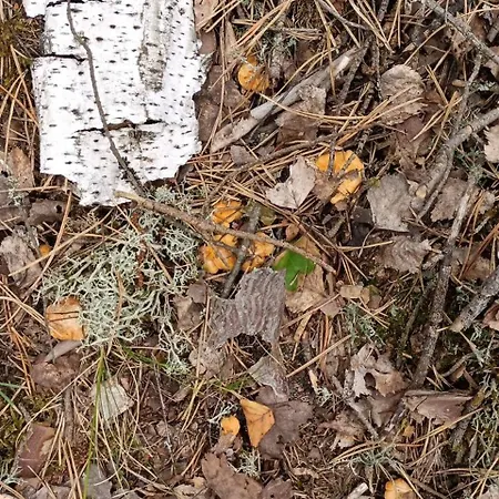 Lesny Appartamento Pilka (Czarnkow-Trzcianka)