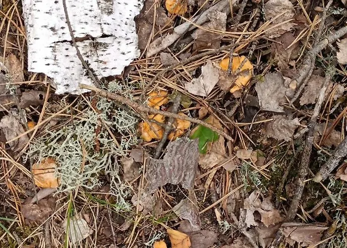 Lesny Daire Pilka (Czarnkow-Trzcianka)